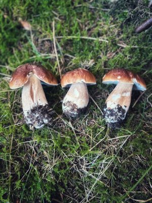 IMG_0117.jpeg