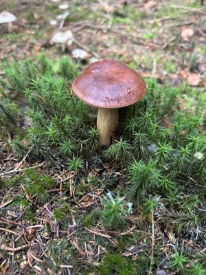 IMG_0285.jpeg
