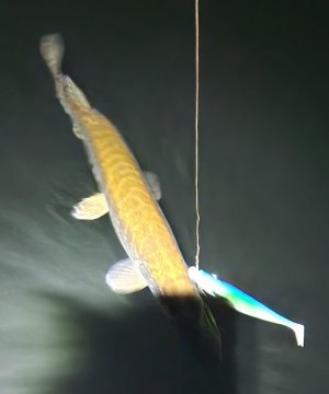 20241101_182644.jpg 20241101_182644.jpg