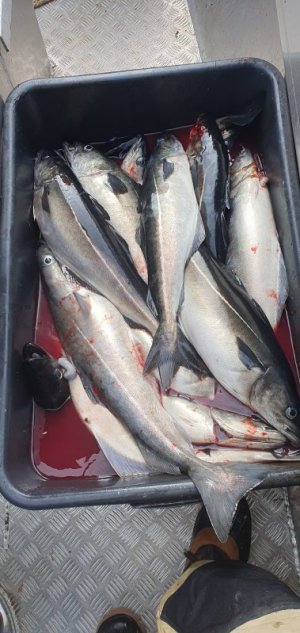 20240708_170907.jpg 20240708_170907.jpg