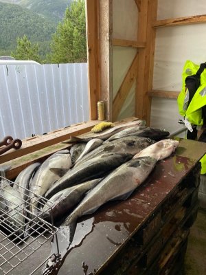 IMG-20240707-WA0005.jpg IMG-20240707-WA0005.jpg