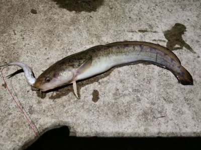 IMG-20241211-WA0004.jpg IMG-20241211-WA0004.jpg