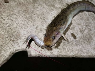 IMG-20241211-WA0003.jpg IMG-20241211-WA0003.jpg