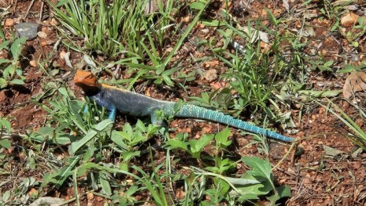 1735531492446.jpeg 1735531492446.jpeg