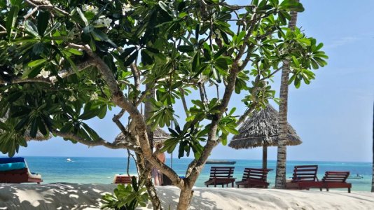 1735584896179.jpeg 1735584896179.jpeg