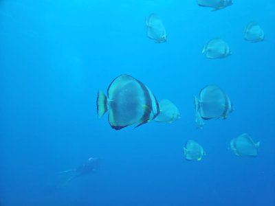 1735917406588.jpeg 1735917406588.jpeg