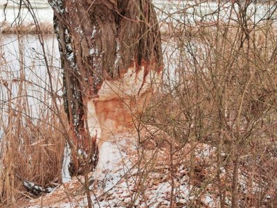 IMG-20250104-WA0003.jpg IMG-20250104-WA0003.jpg