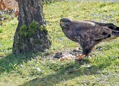 bussard.jpg