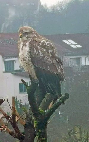 Heller Bussard.jpg