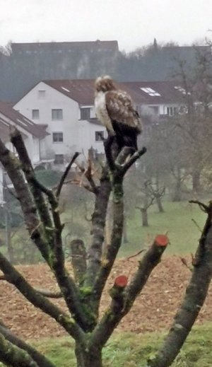 Heller Bussard1.jpg
