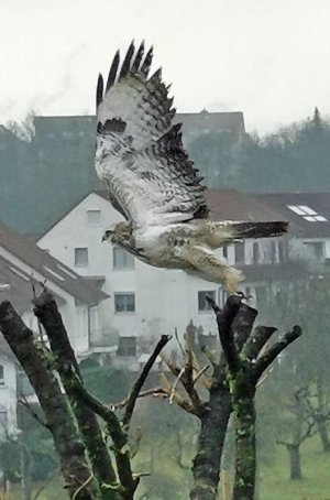 Heller Bussard2.jpg