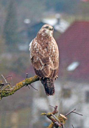 Heller Bussard3.jpg