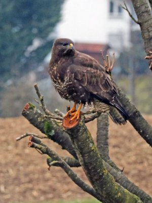Maeusebussard3.jpg