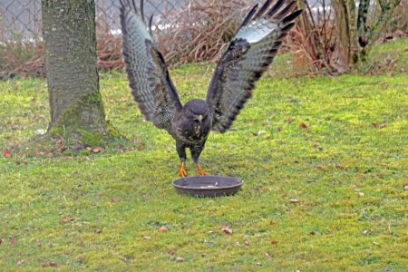 Maeusebussard5.jpg