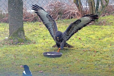 Maeusebussard6.jpg
