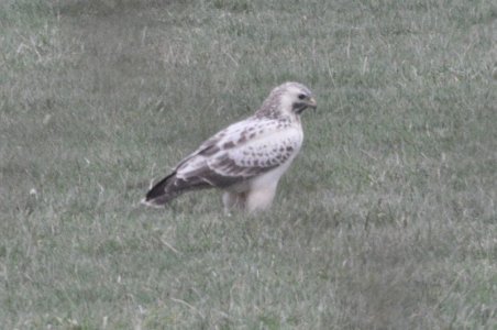 DSC_2444a.JPG