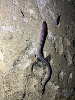 WhatsApp Image 2025-01-25 at 19.46.33.jpeg