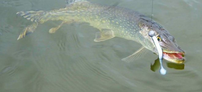 DSC04187.JPG DSC04187.JPG