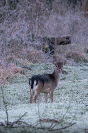 20250119-DSC07876-Verbessert-RR.jpg