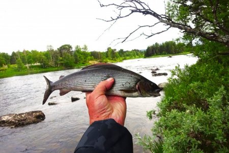 DSC02219.JPG DSC02219.JPG