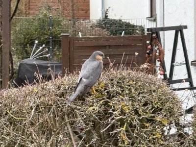 IMG_5301.jpeg
