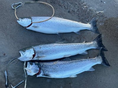 IMG-20250326-WA0008.jpg IMG-20250326-WA0008.jpg