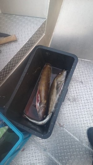 WhatsApp Bild 2025-03-27 um 10.41.58_bfe730d3.jpg WhatsApp Bild 2025-03-27 um 10.41.58_bfe730d3.jpg