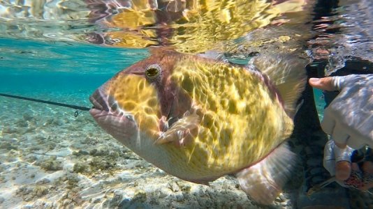 e4353128-5cbd-4551-a631-7e0b9acfb287 Nafiu.jpeg