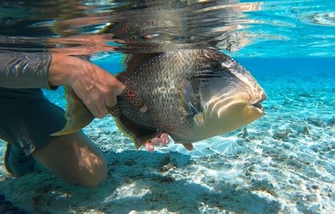 1c56e12a-0378-42fe-b825-bd8a34c693eb Nafiu.jpeg