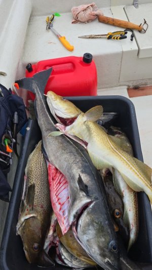 IMG-20250421-WA0019.jpeg
