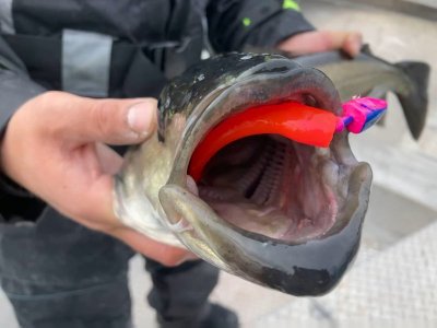 Fischi3.jpg Fischi3.jpg