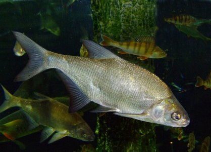Carp_bream.jpg Carp_bream.jpg