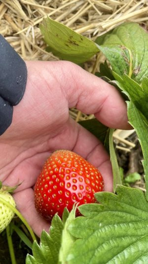 IMG_7069.jpeg IMG_7069.jpeg