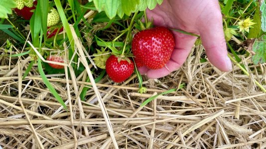 IMG_7071.jpeg IMG_7071.jpeg