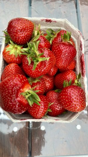 IMG_7077.jpeg IMG_7077.jpeg