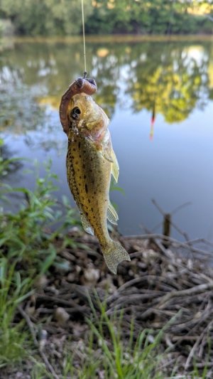 PXL_20250530_173827644.RAW-01.COVER.jpg PXL_20250530_173827644.RAW-01.COVER.jpg
