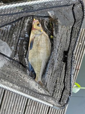 IMG-20250531-WA0002.jpg IMG-20250531-WA0002.jpg