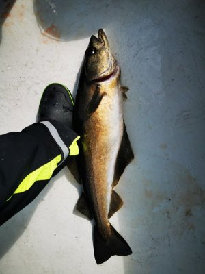 IMG_20250531_150845.jpg IMG_20250531_150845.jpg