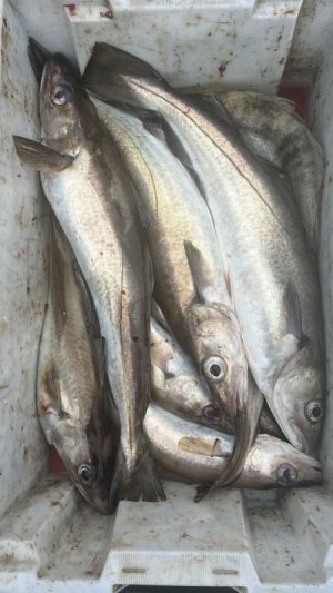 IMG-20250601-WA0013.jpg IMG-20250601-WA0013.jpg