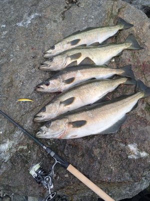 20250603_195835.jpg 20250603_195835.jpg