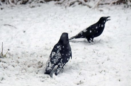 Krähen im Winter 2.jpg Krähen im Winter 2.jpg