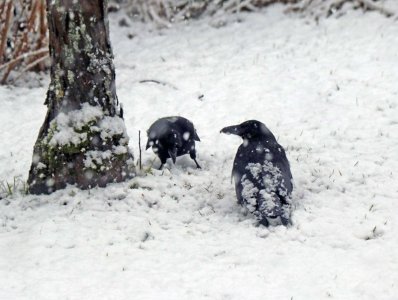 Krähen im Winter.jpg