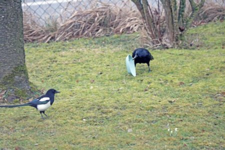 Krähe mit Futterschüssel.jpg