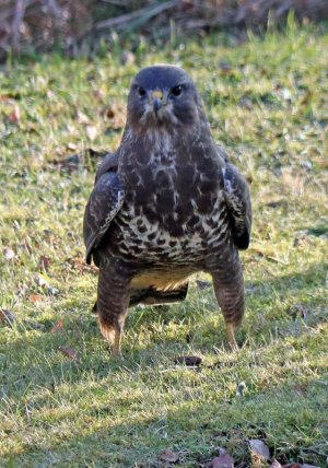 Bussard.jpg Bussard.jpg