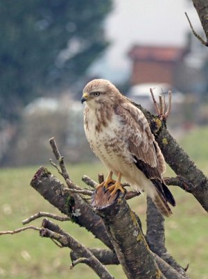 Heller Bussard.jpg