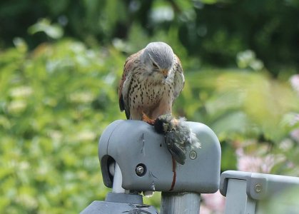Turmfalke 2.jpg Turmfalke 2.jpg