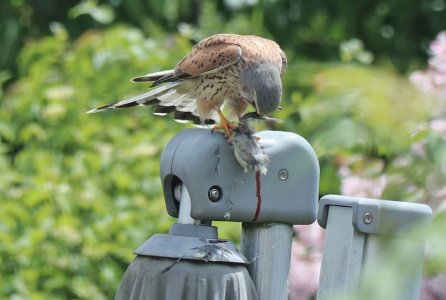 Turmfalke 3.jpg Turmfalke 3.jpg