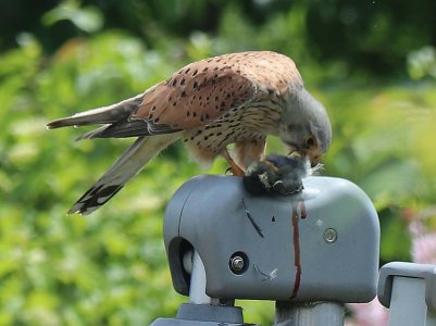 Turmfalke.jpg