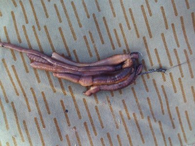 SUNP0015.JPG SUNP0015.JPG