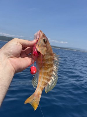 IMG_0982.jpg